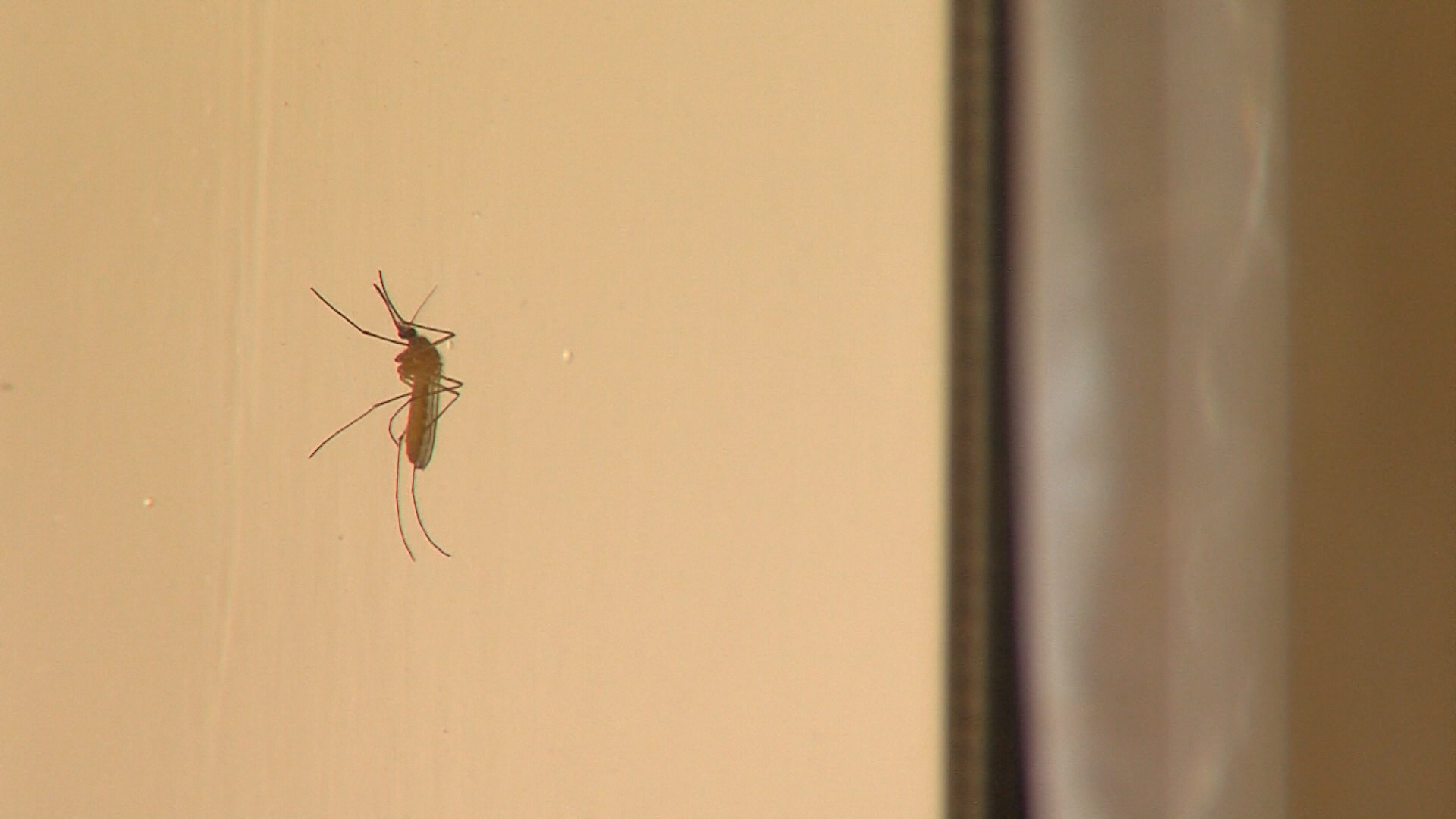 Wet spring will mean a ‘banner year’ for mosquitoes