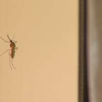 Wet spring will mean a ‘banner year’ for mosquitoes