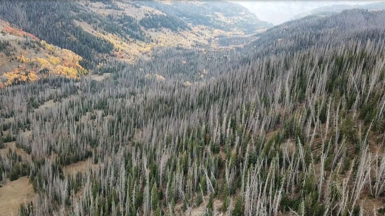 Utah national forest clearing 30K acres of dead timber from beetle epidemic 2 decades ago