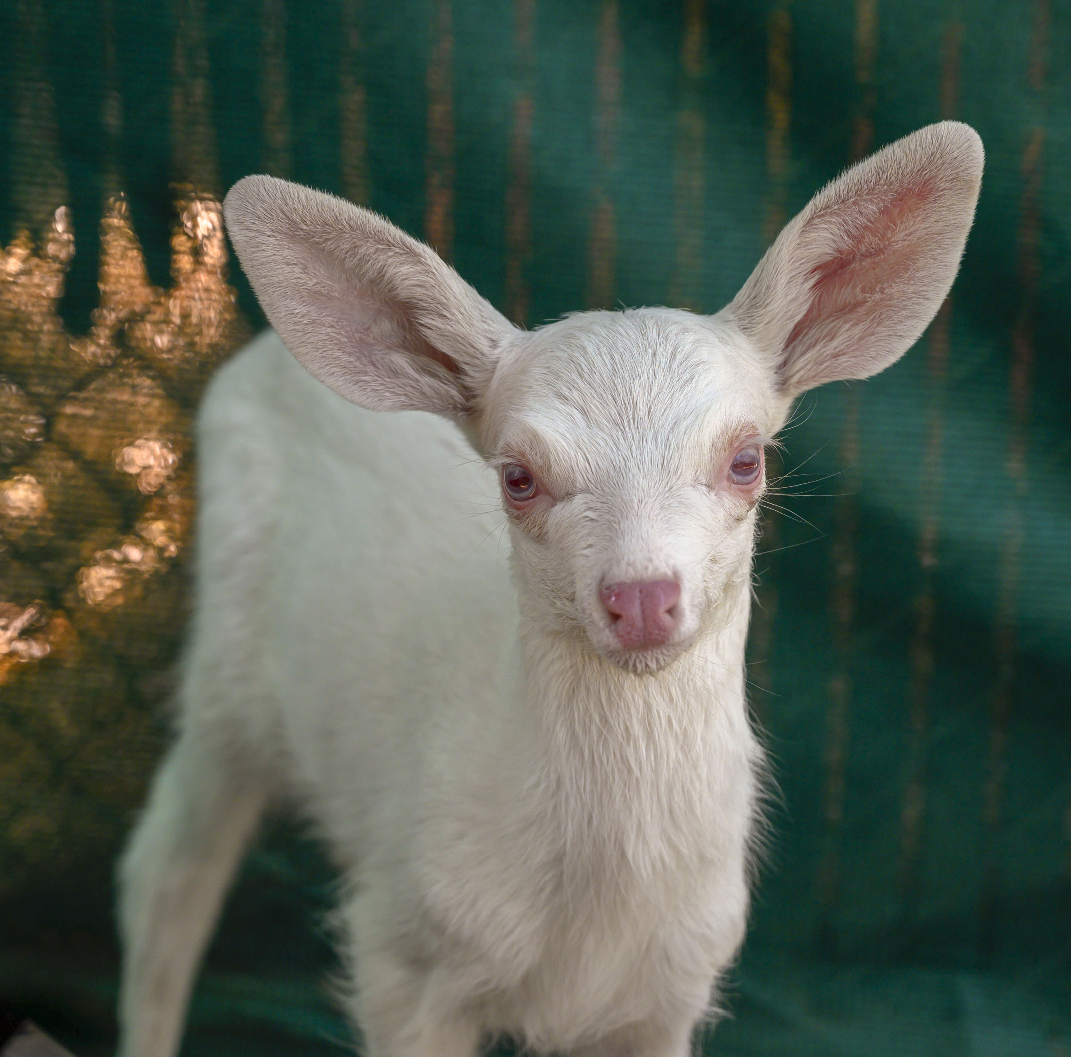 Rare albino fawn found, rescued by trucker in California