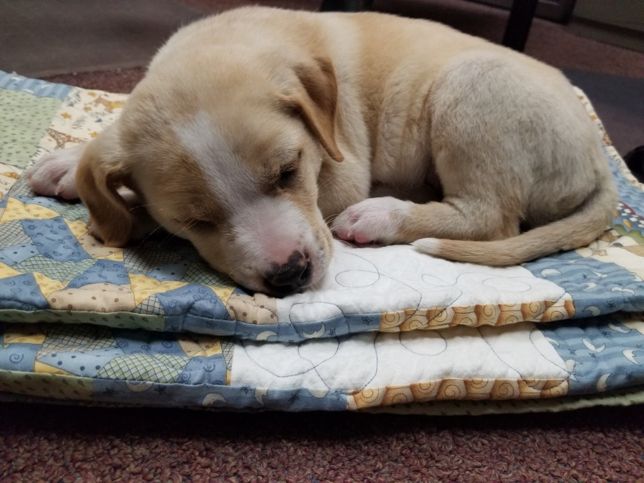 Man, puppy sleeping in dumpster during collection escape serious injury in Provo