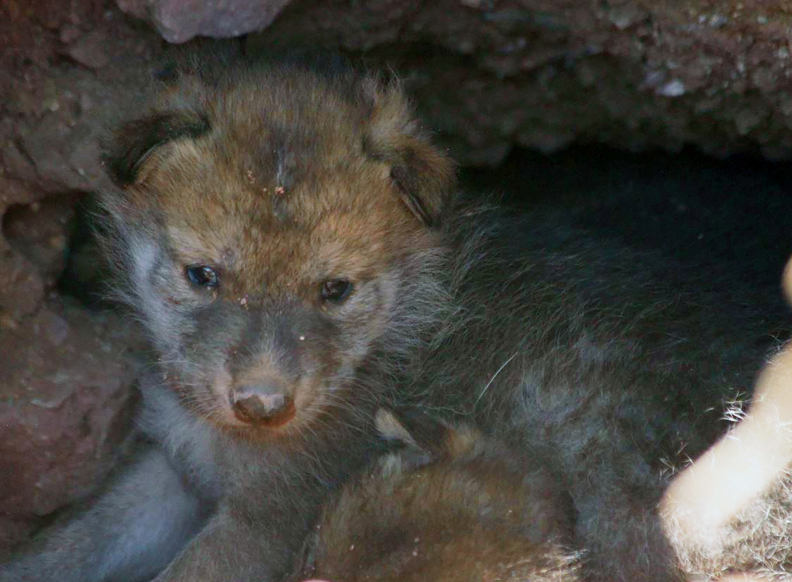 1st Mexican gray wolf litter born at Phoenix Zoo in 20 years