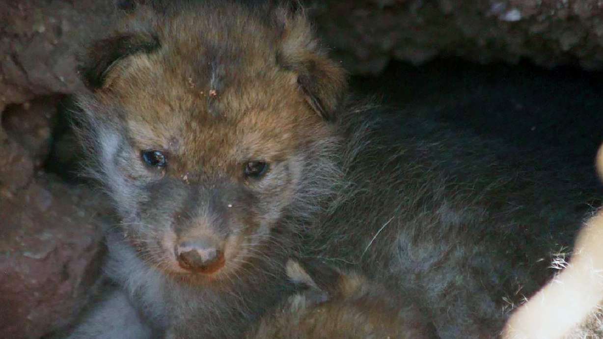 1st Mexican gray wolf litter born at Phoenix Zoo in 20 years