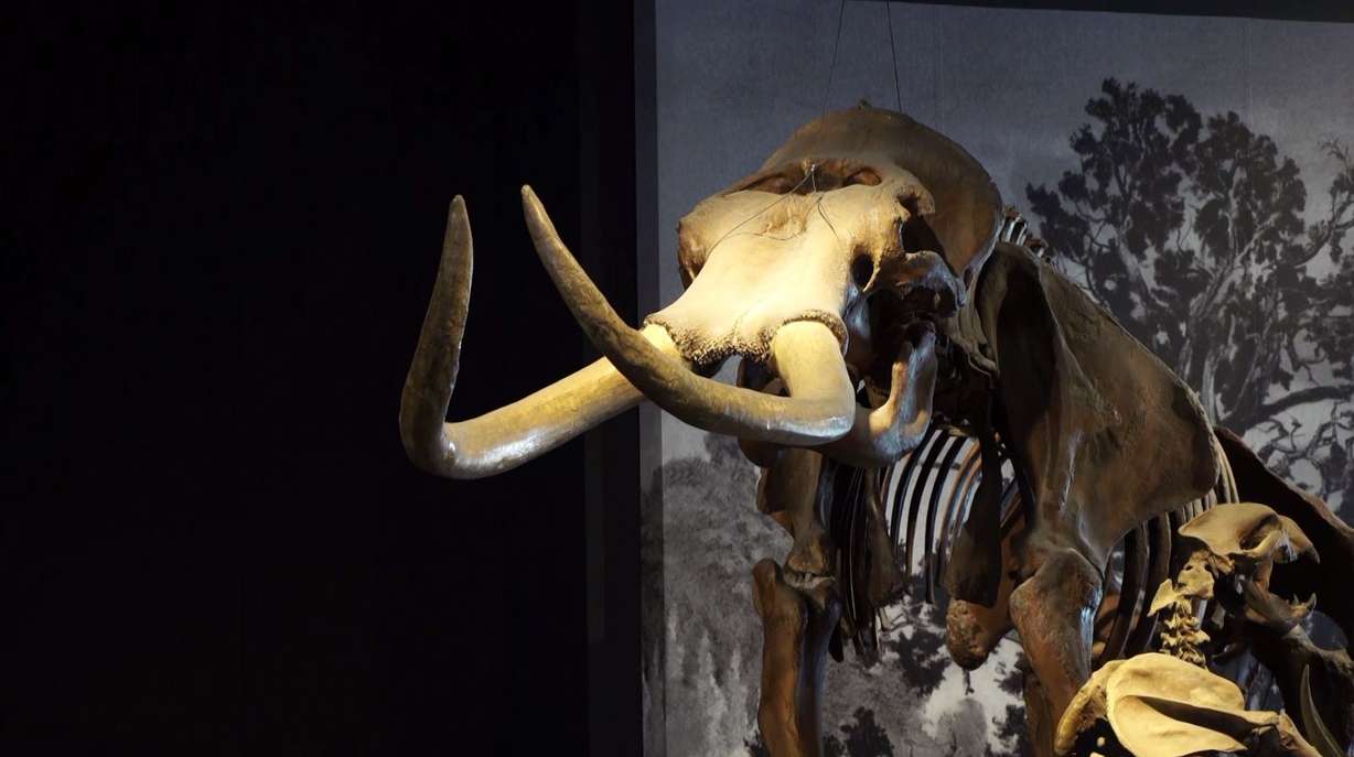 A similar fossil on display at the Natural History Museum of Utah. (Photo: KSL TV)