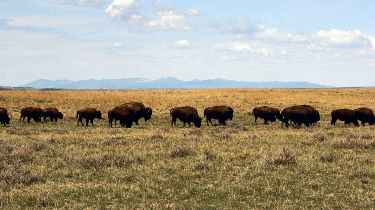 Court fight could affect future of bison in Montana
