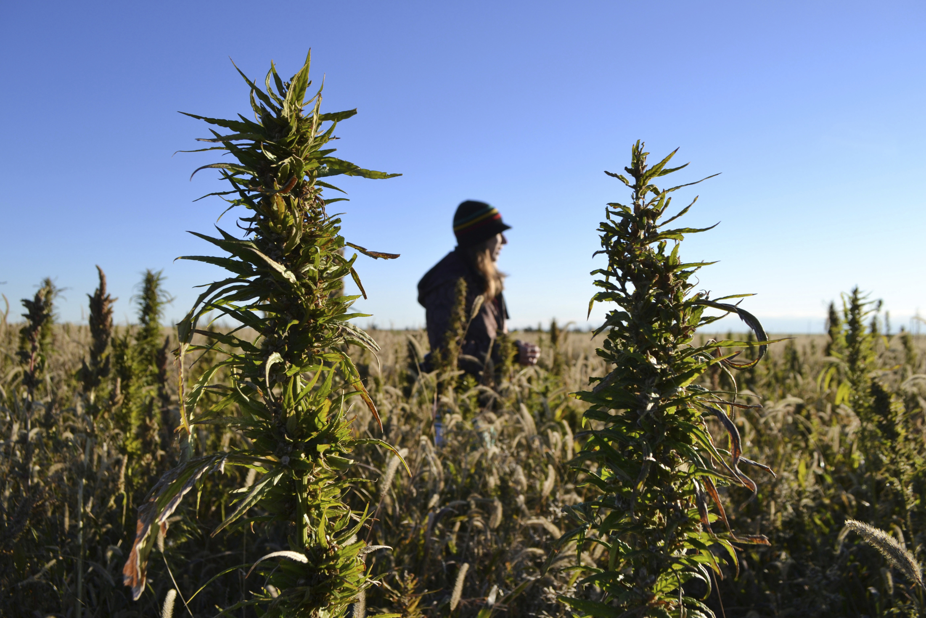 State, federal laws now allow Arizona farmers to grow hemp