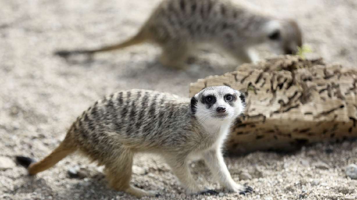 Hogle Zoo feels like 'The Lion King' with new warthogs and a meerkat manor