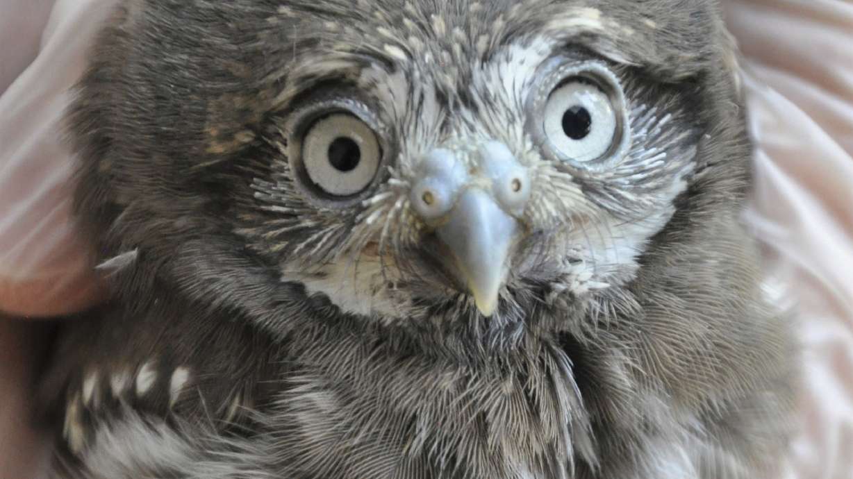 Phoenix Zoo flying high over 3-week-old baby pygmy owls