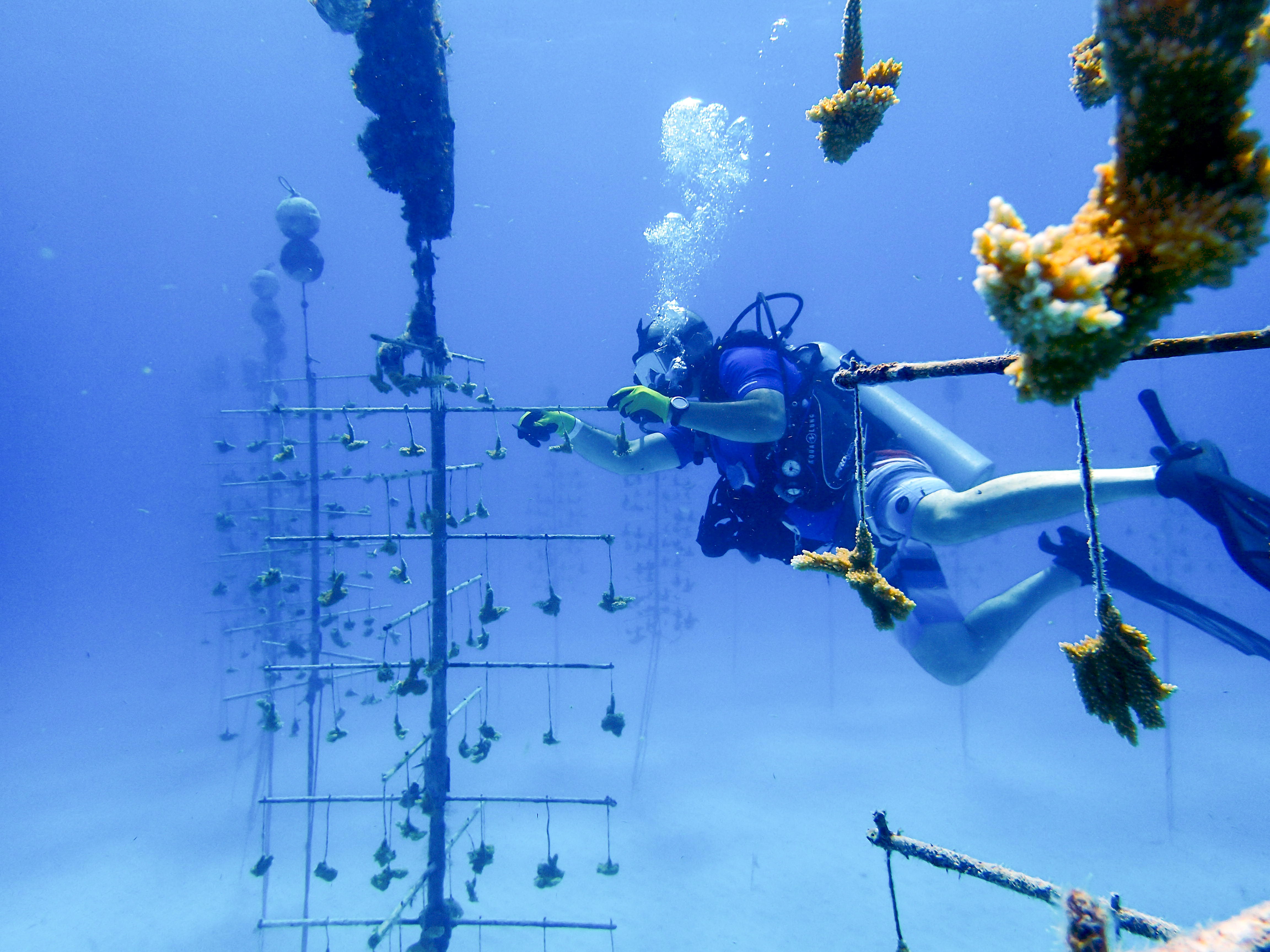 Living Planet Aquarium launches coral reef restoration program in Southeast Asia