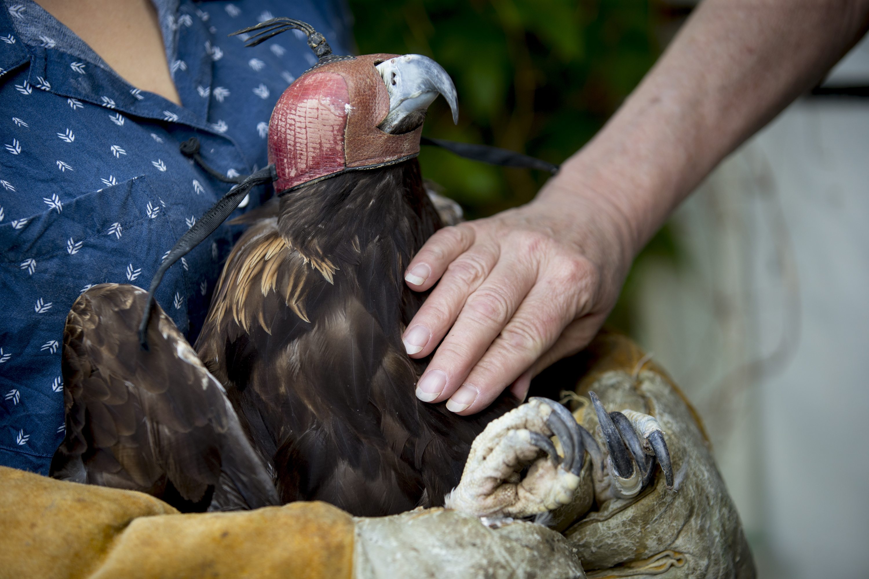 Director Patti Richards checks the wellness of a golden eagle Thursday, May 30, 2019, at Great Basin Wildlife Rescue in Mapleton, Utah. (Isaac, The Daily Herald via AP)