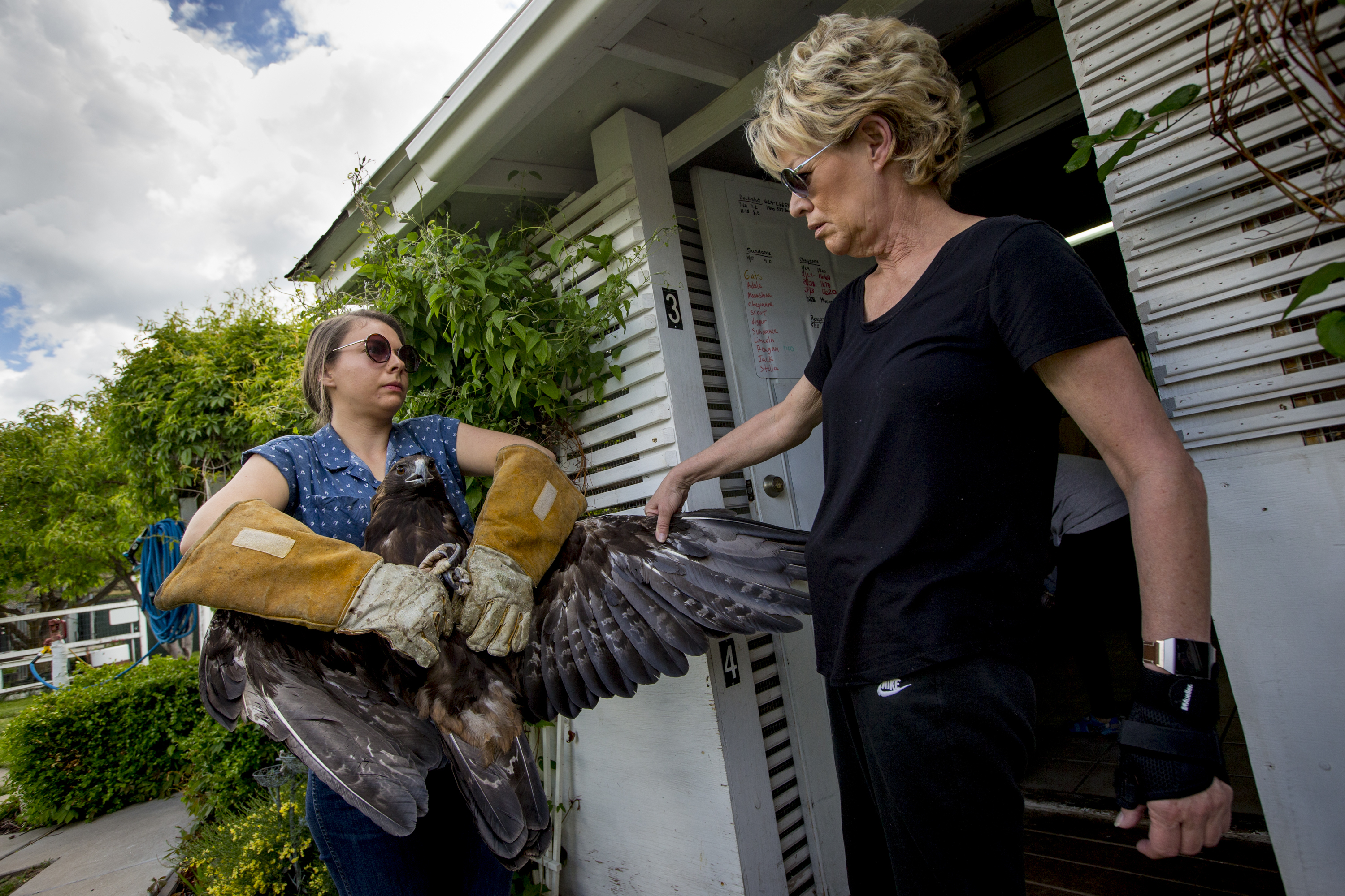 Mapleton woman celebrates 15 years rescuing wildlife in her home