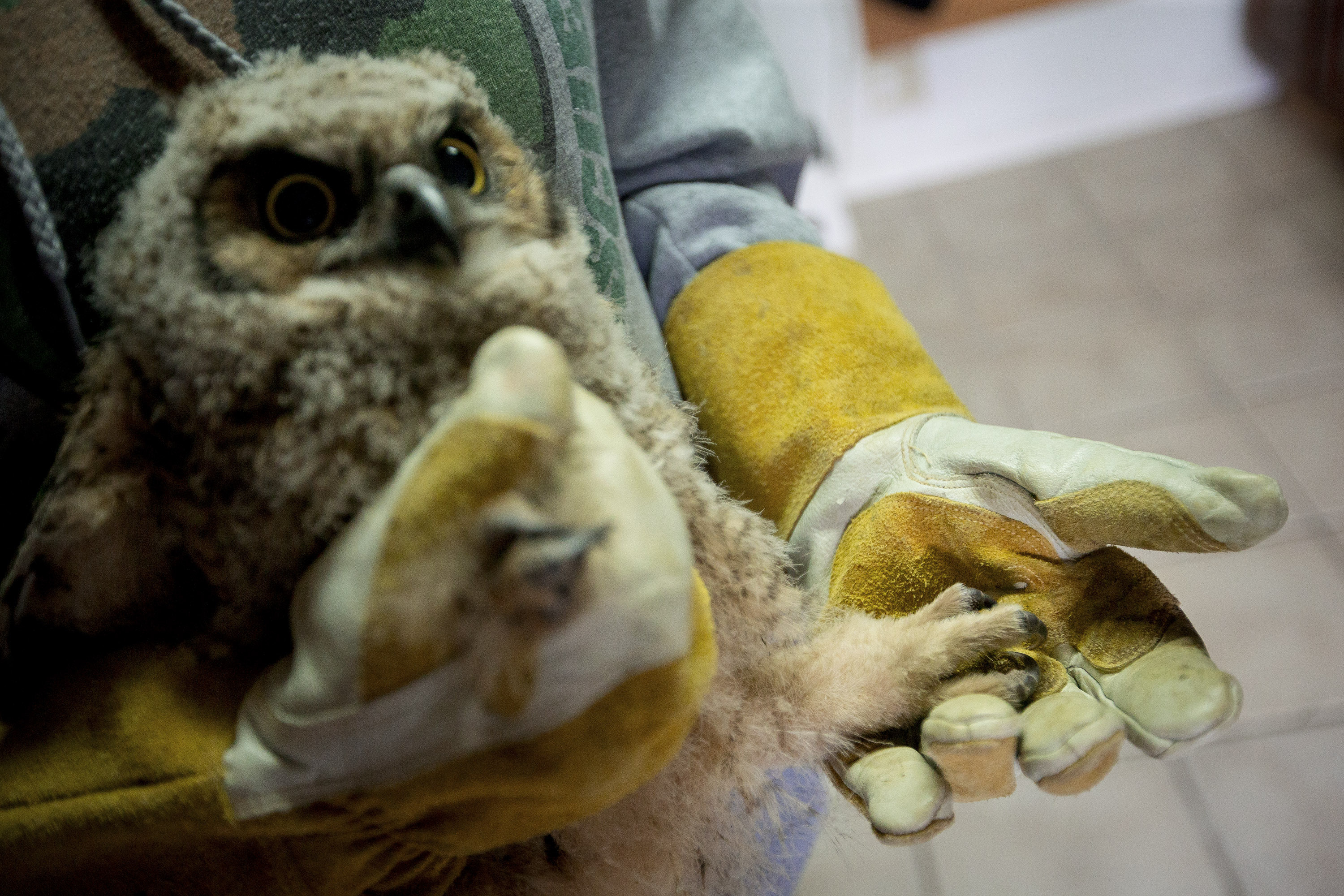 Volunteer Brittany Bugg holds the foot of a juvenile great horned owl before it is fed Thursday, May 30, 2019, at Great Basin Wildlife Rescue in Mapleton, Utah. (Isaac, The Daily Herald via AP)