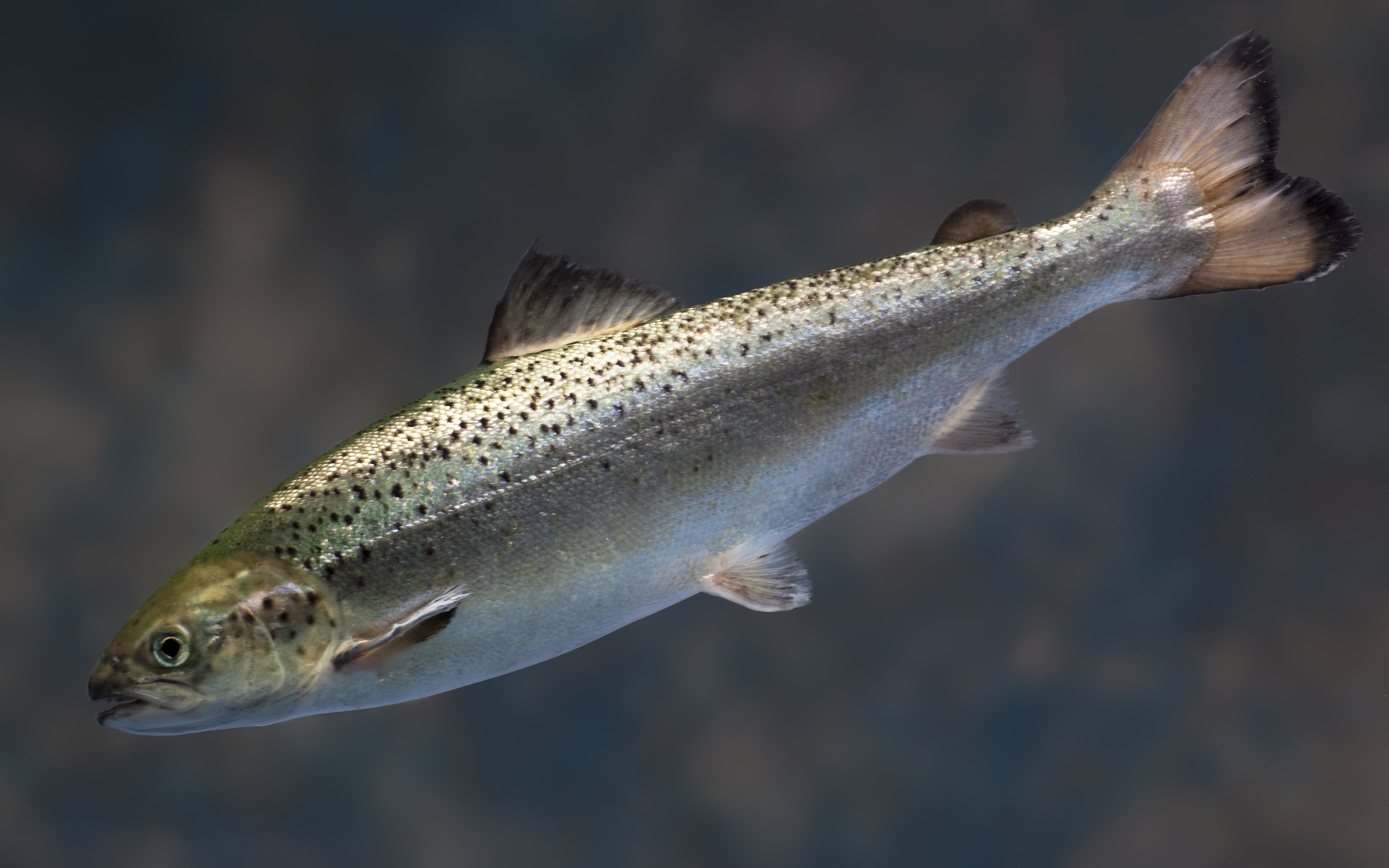 Bioengineered salmon won't come from US's biggest farm state