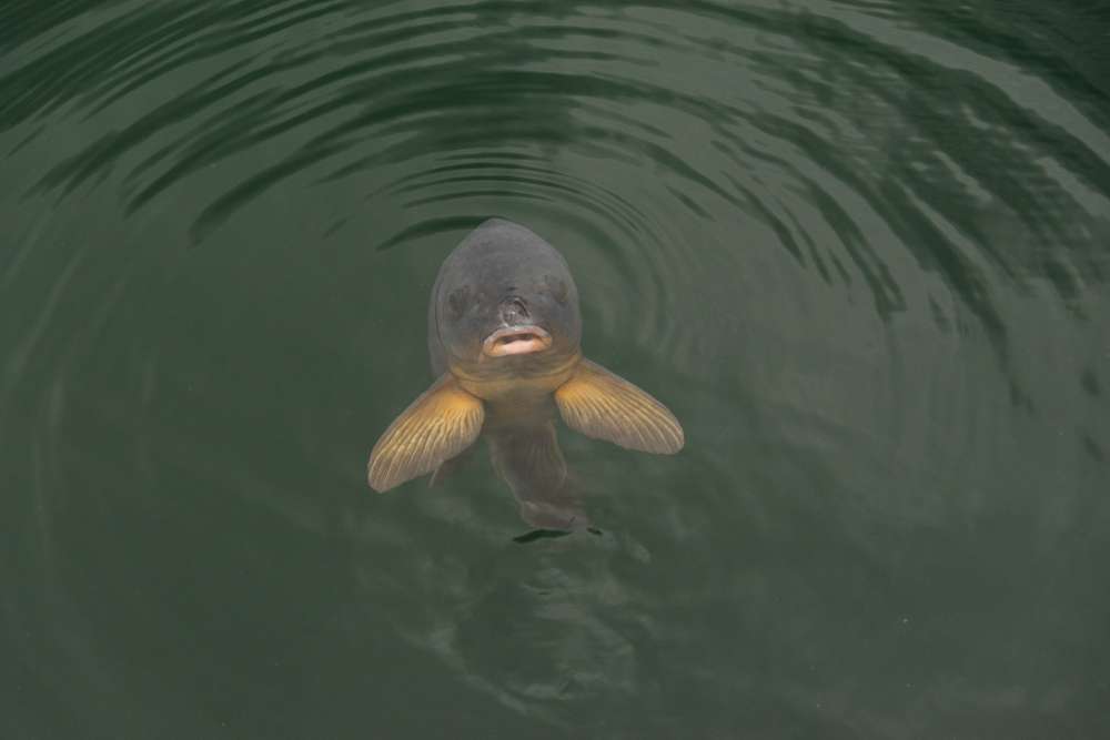 Fish saying hello at Lake Powell. (Matt Bielke, Shutterstock)