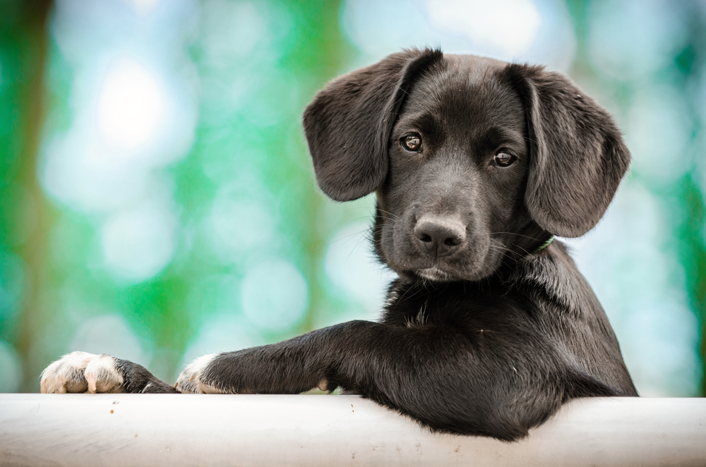 3 reasons to get your next dog as a puppy