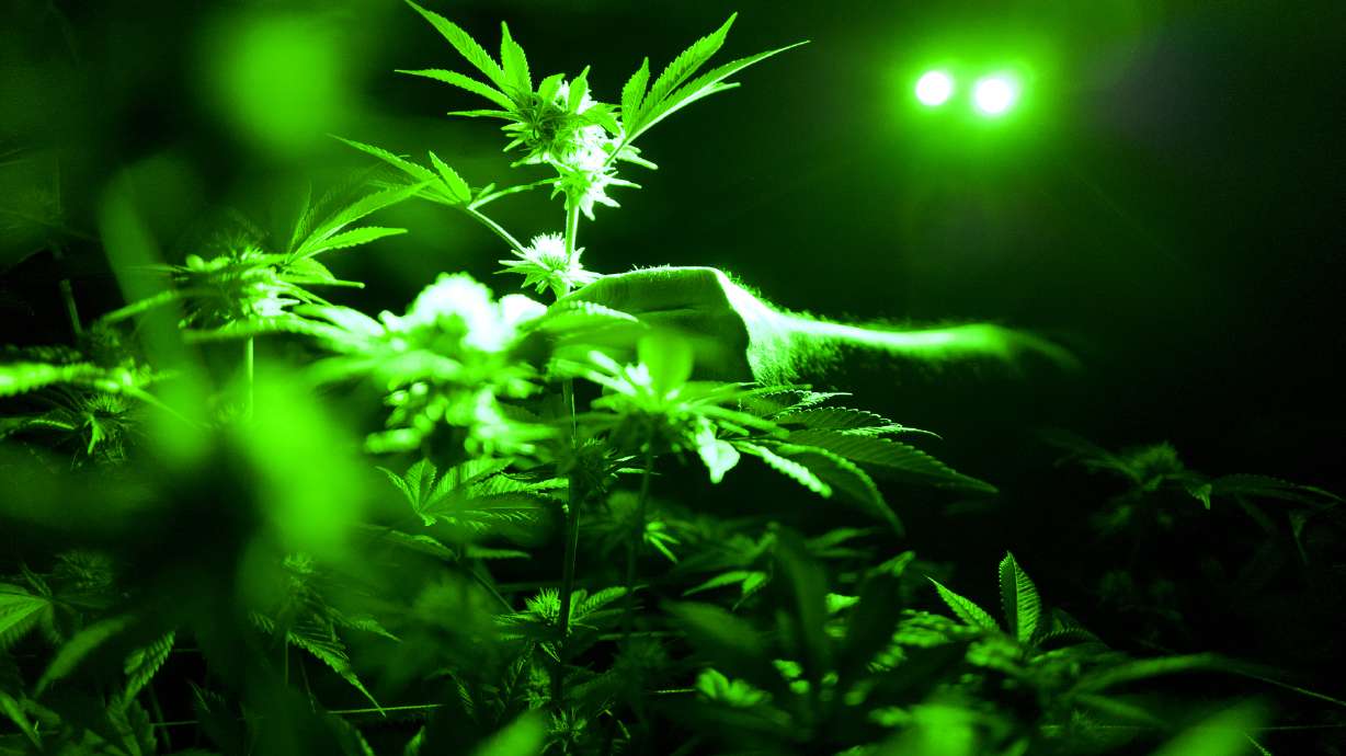 Signs of ritual pot smoking found in ancient Chinese graves