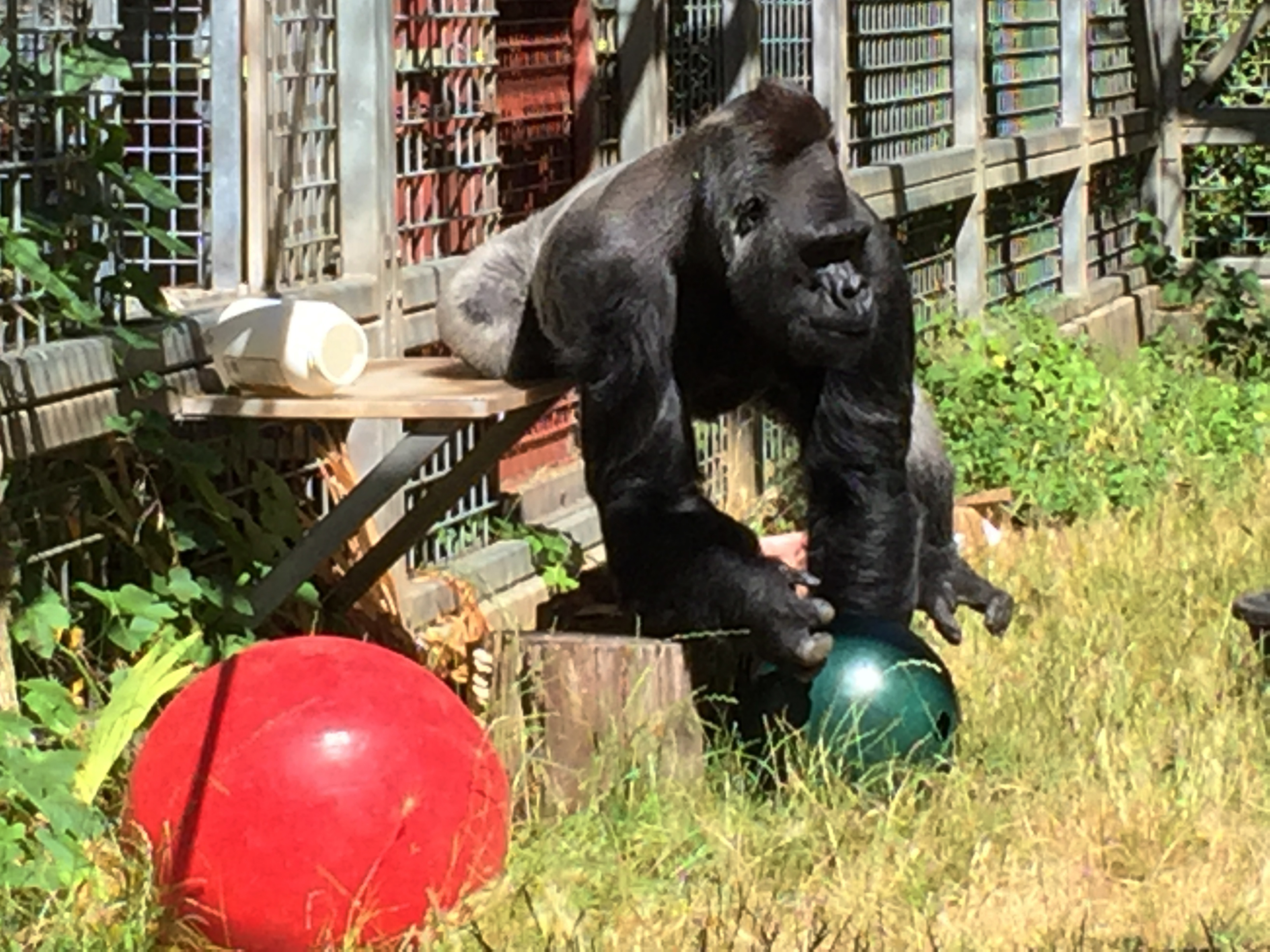 Gorilla's return to Cincinnati Zoo set after court battle