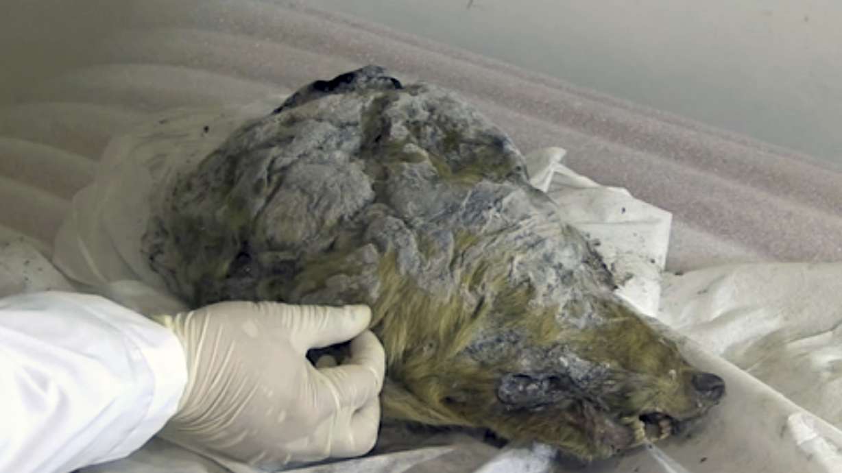 Perfectly preserved head of Ice Age wolf found in Siberia