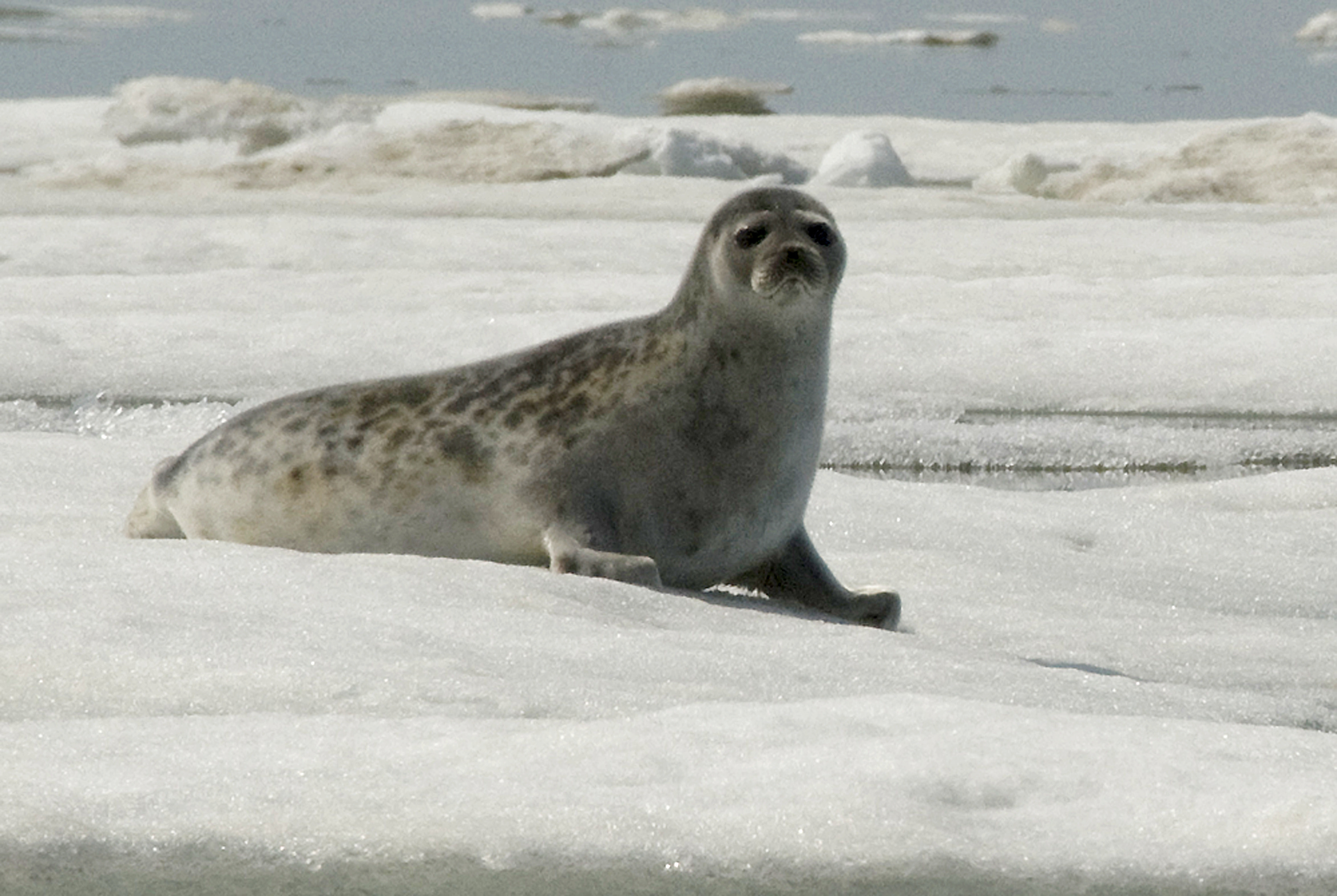 Environmental group sues over ice seal habitat decision