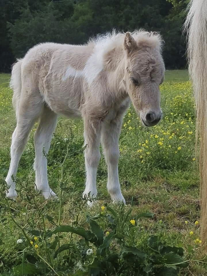 Rescue group: Missing SC pony named 'Pikachu' found dead