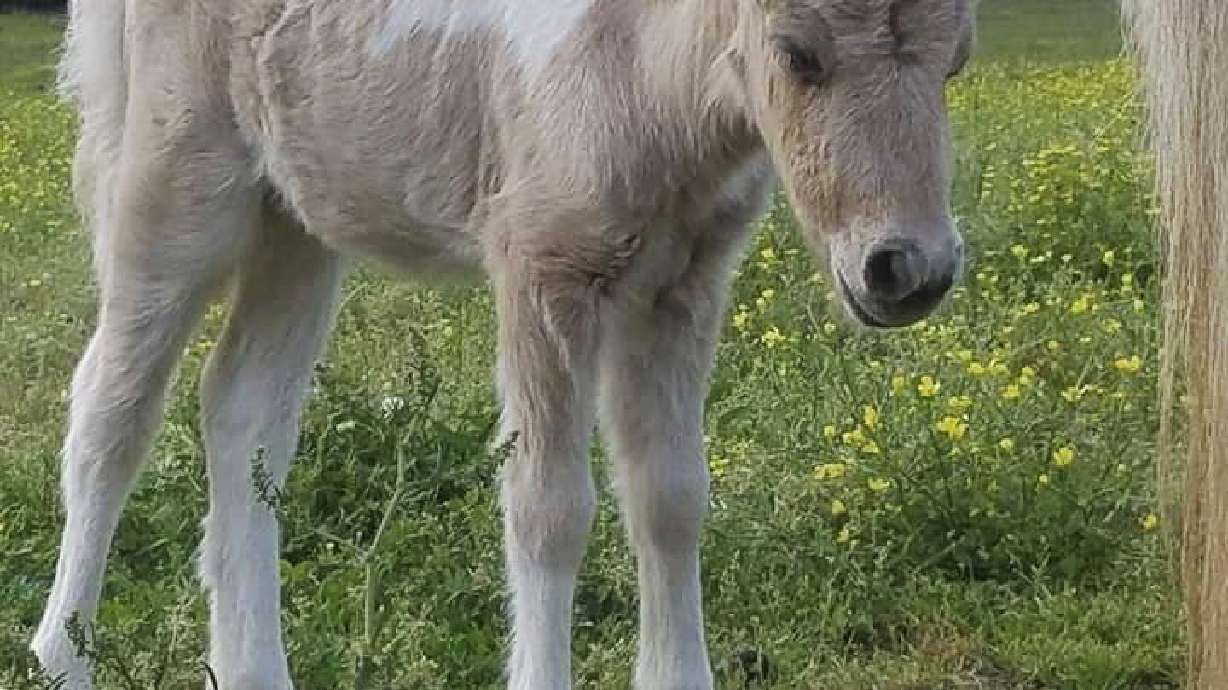 Rescue group: Missing SC pony named 'Pikachu' found dead