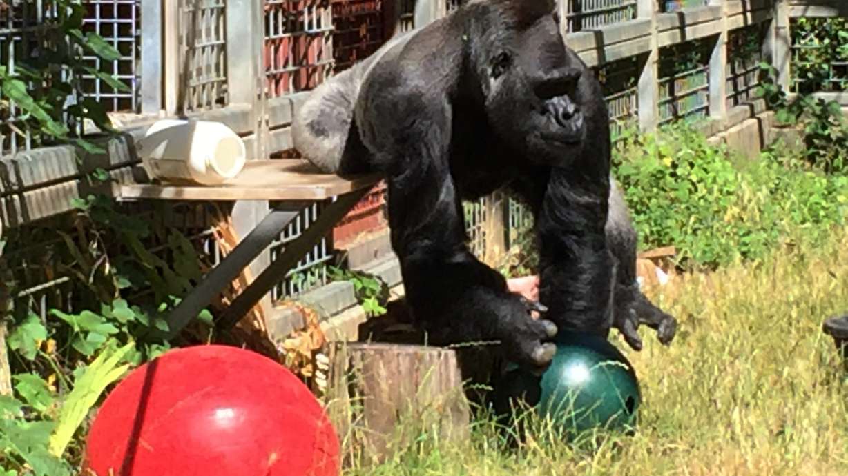 Gorilla back in Cincinnati Zoo after long California stay
