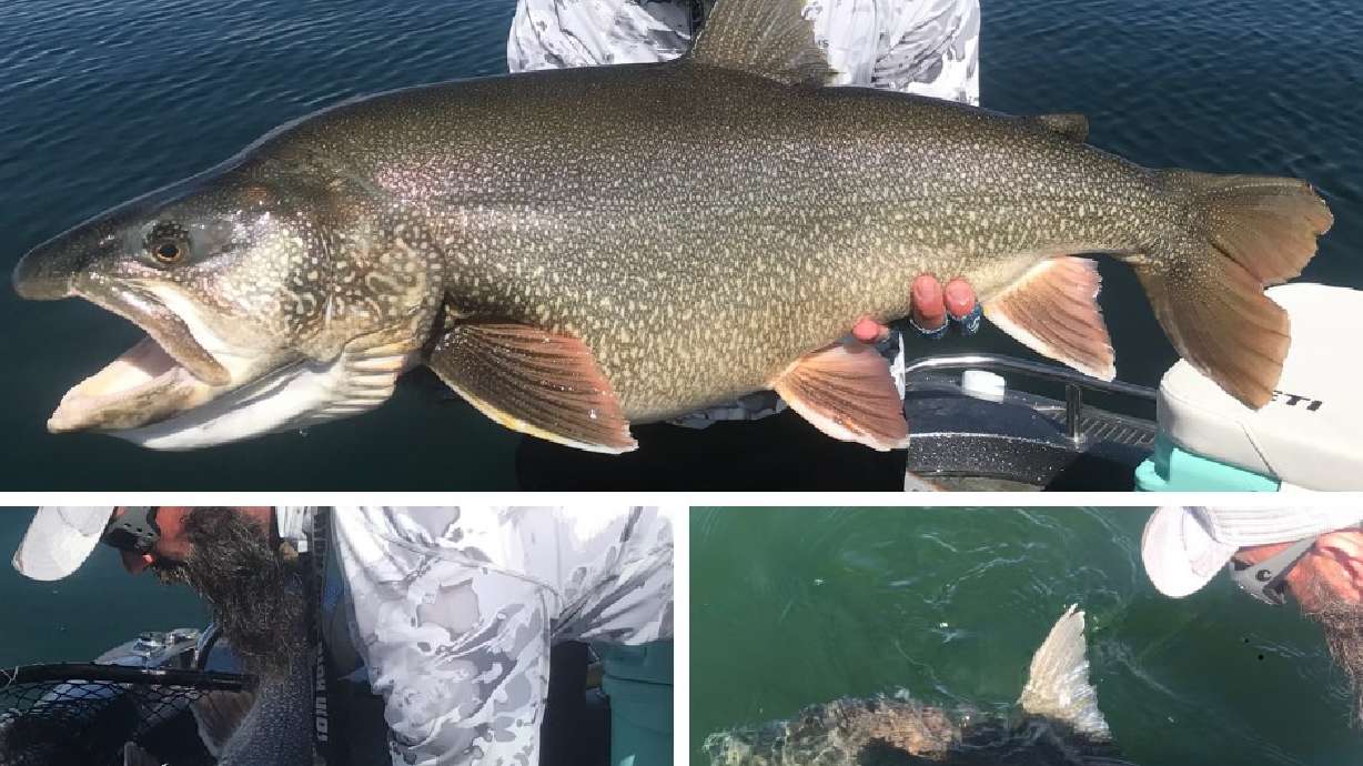 Massive lake trout smashes the catch and release record at Flaming Gorge