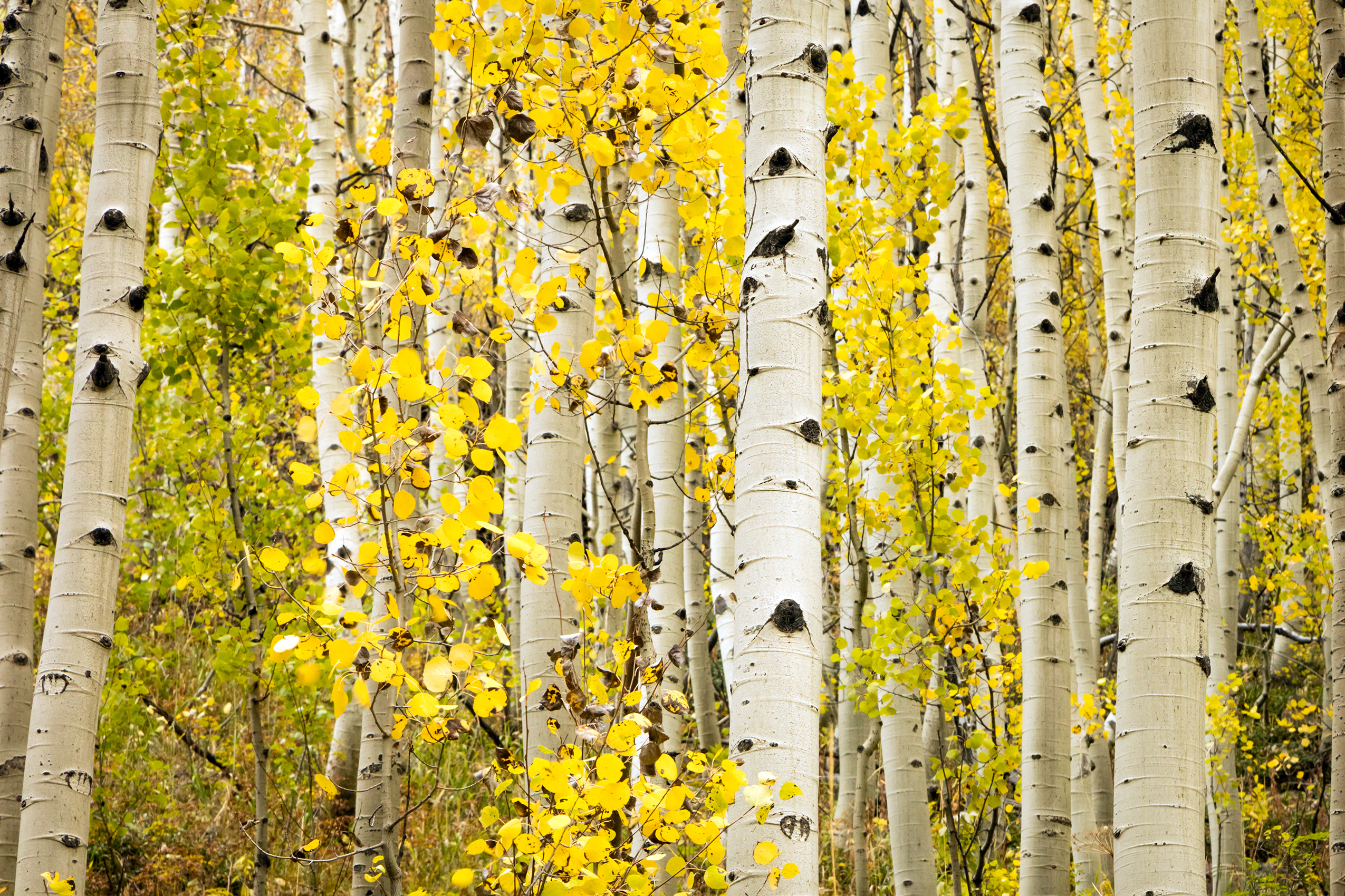 Multi-million dollar project restores aspen ecosystems on Monroe Mountain