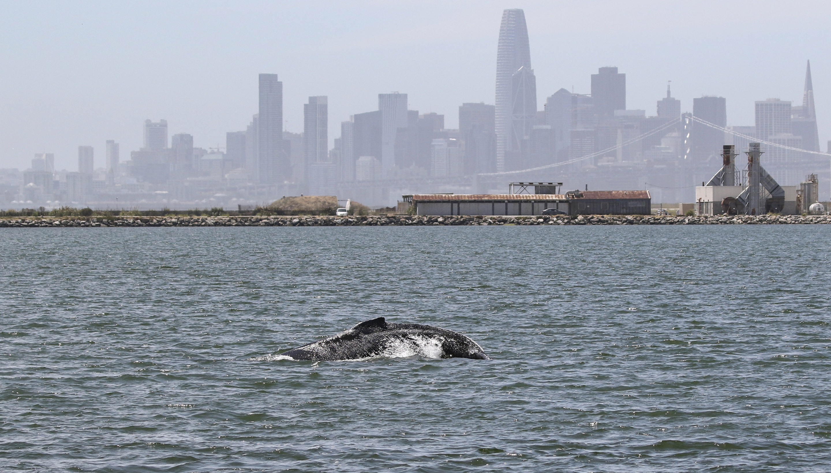 Experts: Humpback whale in San Francisco Bay appears ill