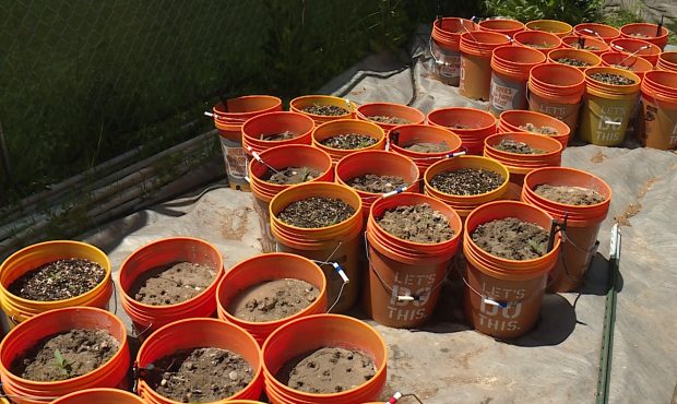 Hemp buckets. (Photo: Mike Anderson, KSL TV)