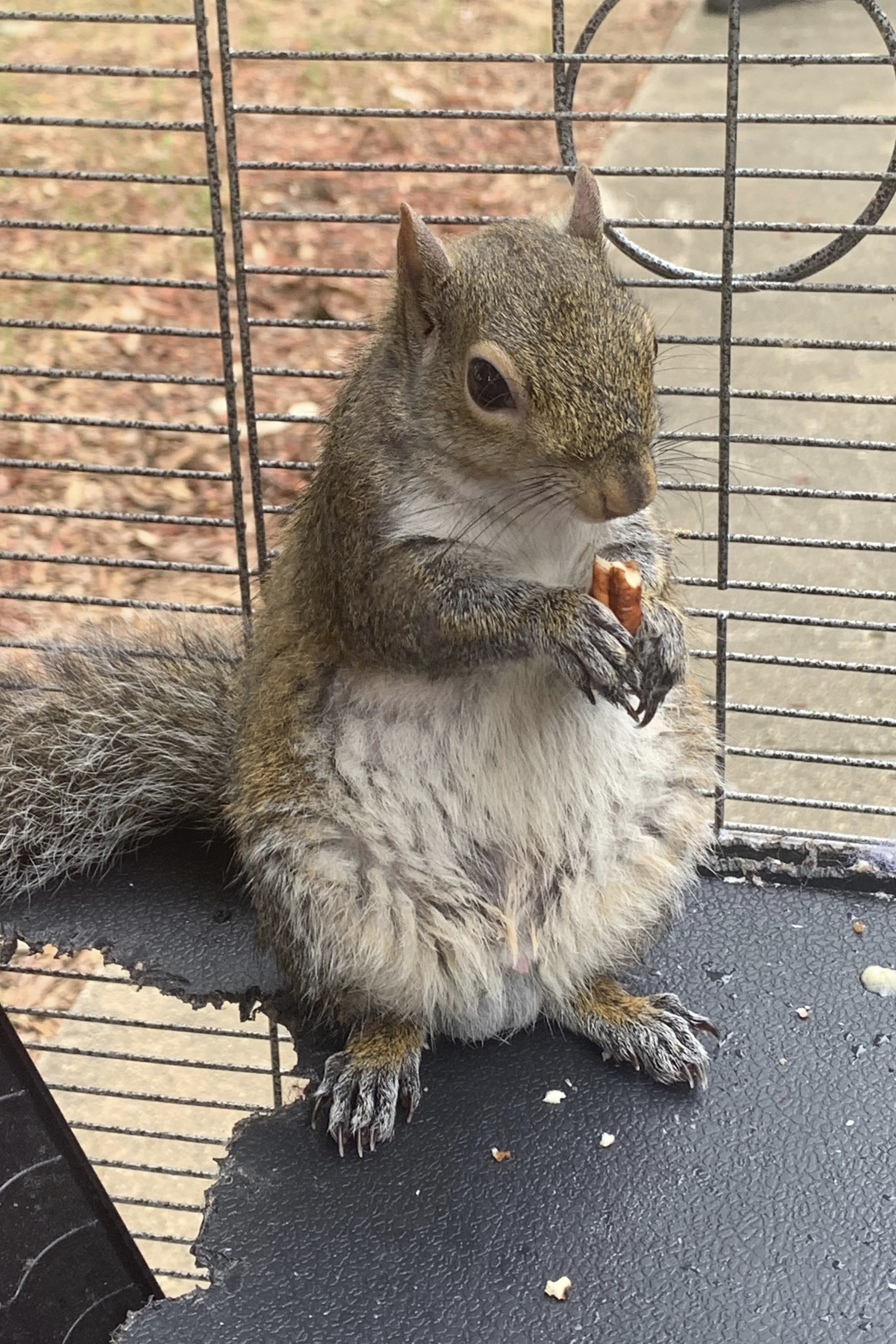 Alabama man denies feeding meth to 'attack squirrel'