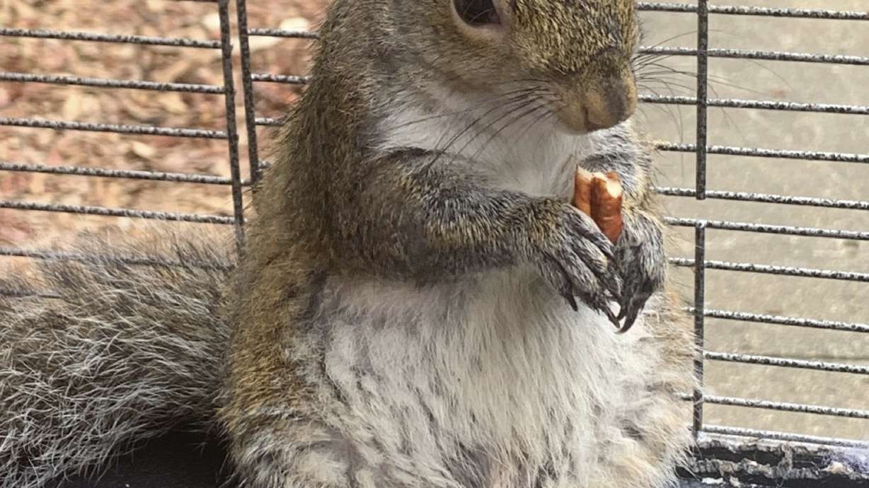 Alabama man denies feeding meth to 'attack squirrel'