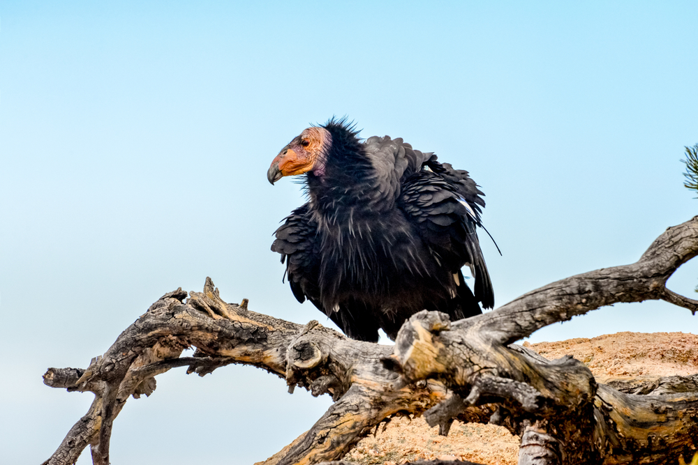 Baby California condor spotted near Arizona-Utah line