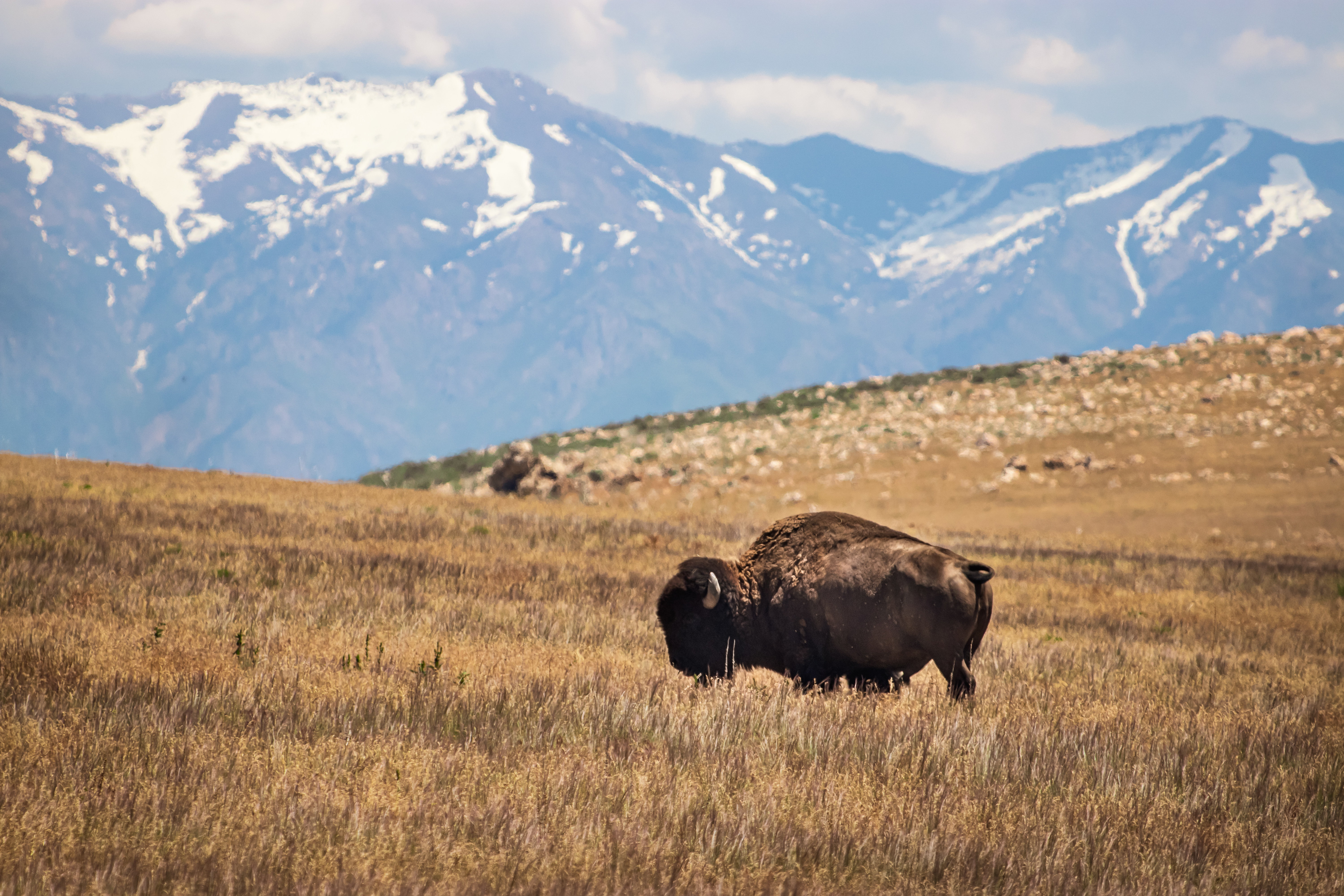 One of the few hundred American bison grazing on Antelope Island on Saturday, June 15, 2019. Bison were brought onto the island in 1893. (Photo: Carter Williams, KSL.com)