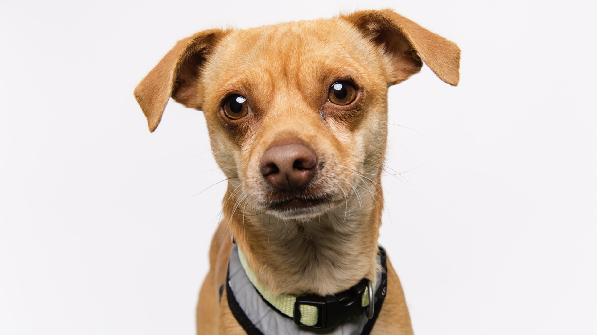 Chihuahua runs away from home twice to visit Humane Society