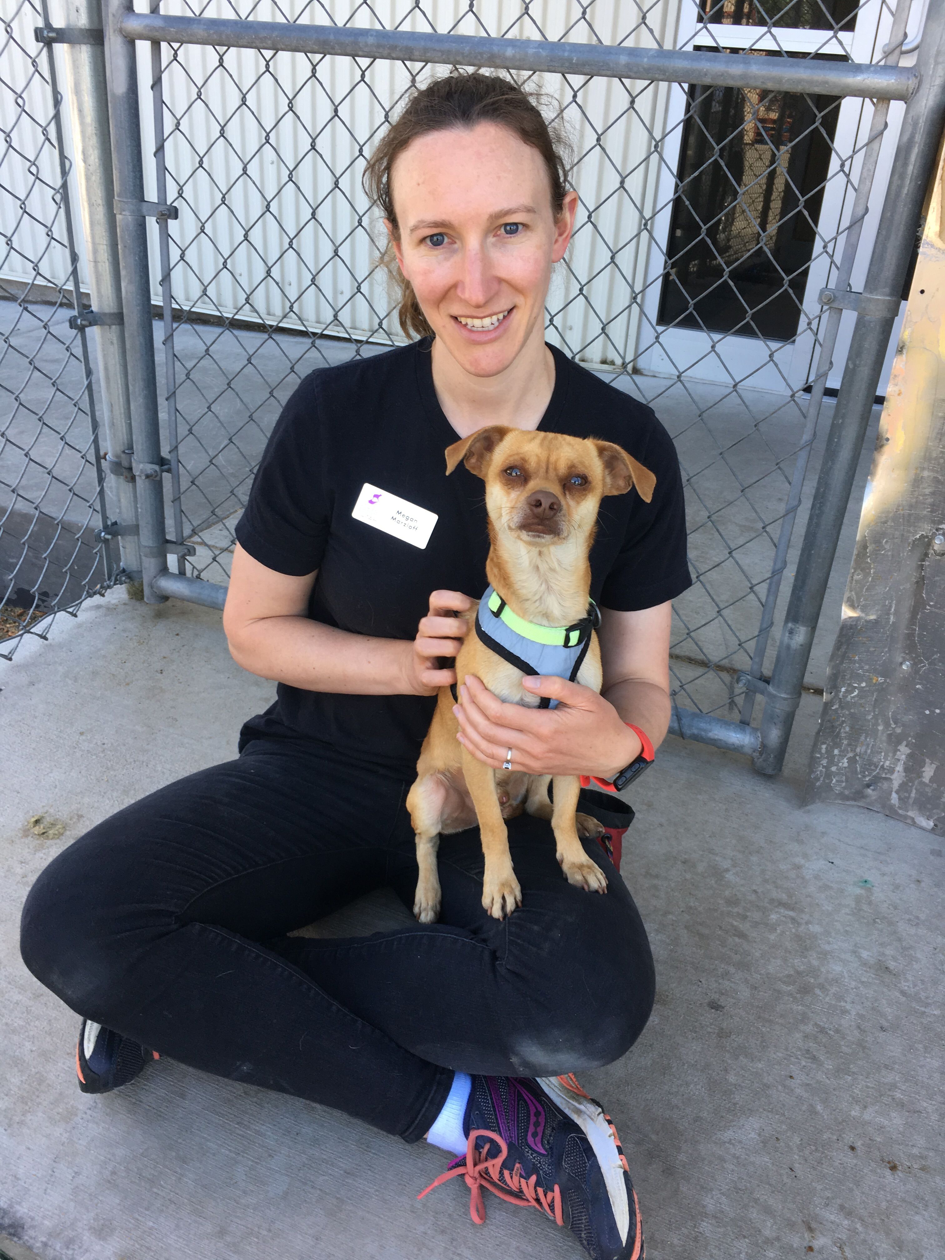 Ned enjoys sitting on the lap of shelter staff members (The Humane Society of Utah).