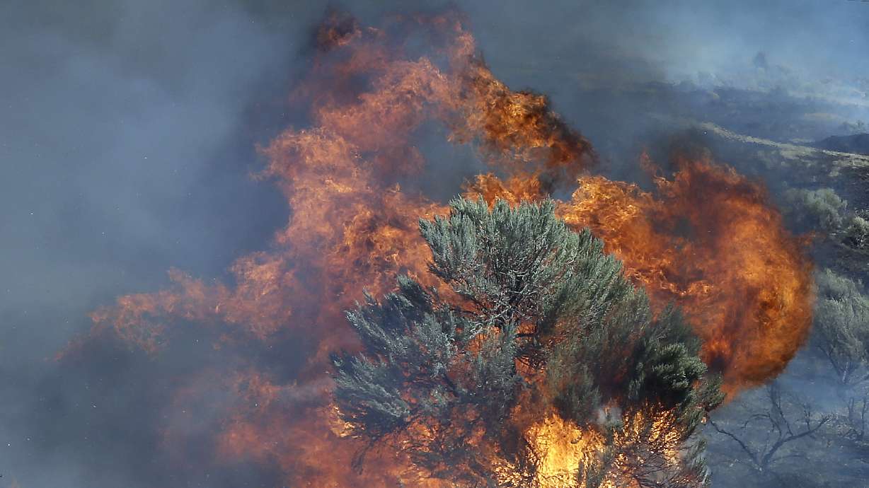 US releases review on removing vegetation to stop wildfires