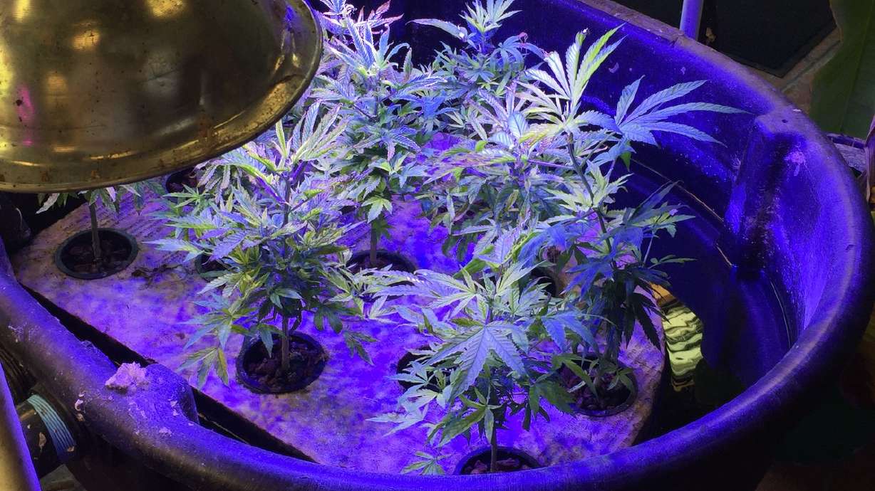 Utah's medical cannabis program working to ensure safe consumption