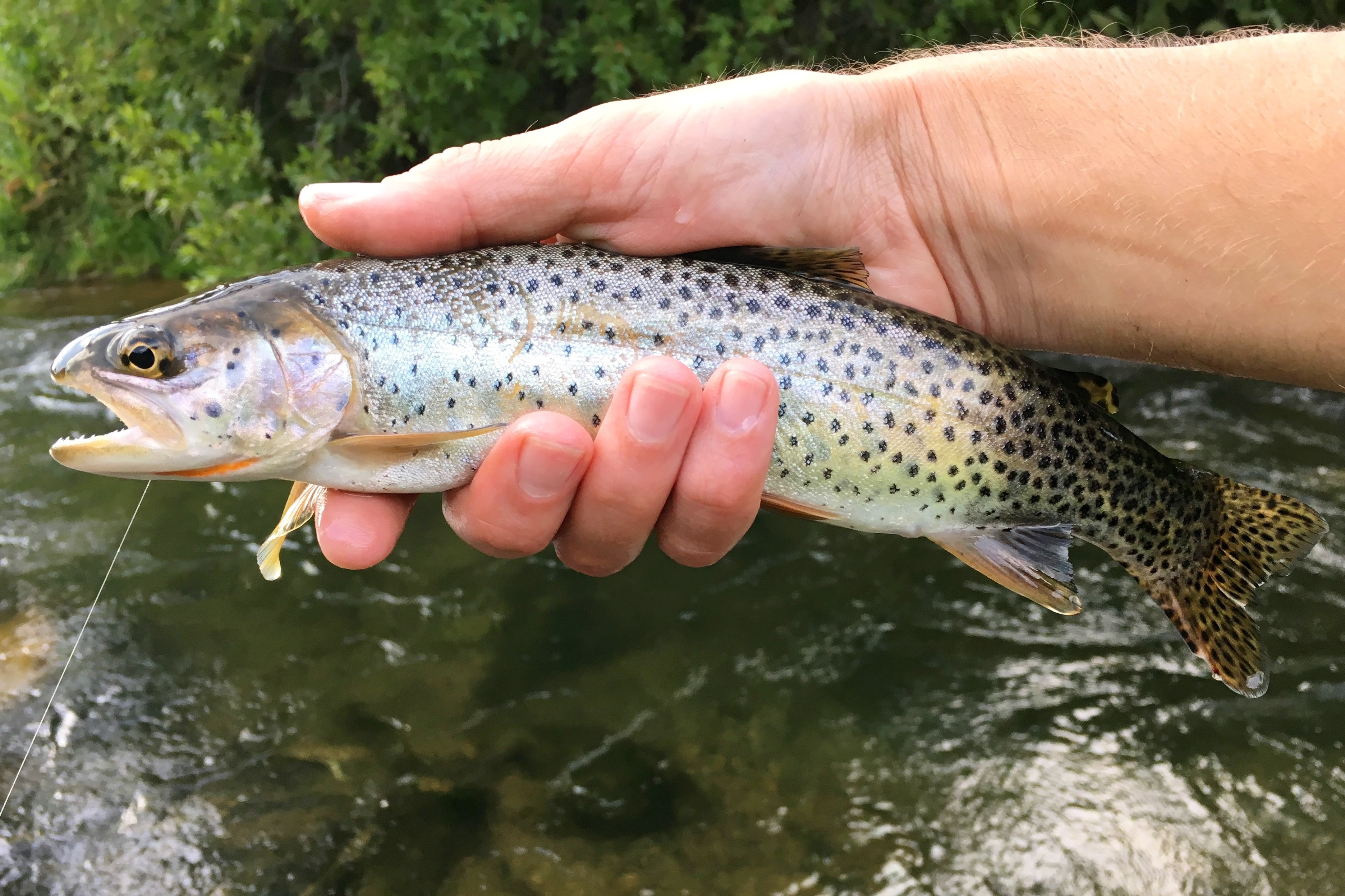 Utah DWR works to help Bonneville cutthroat trout thrive despite late-season snowpack