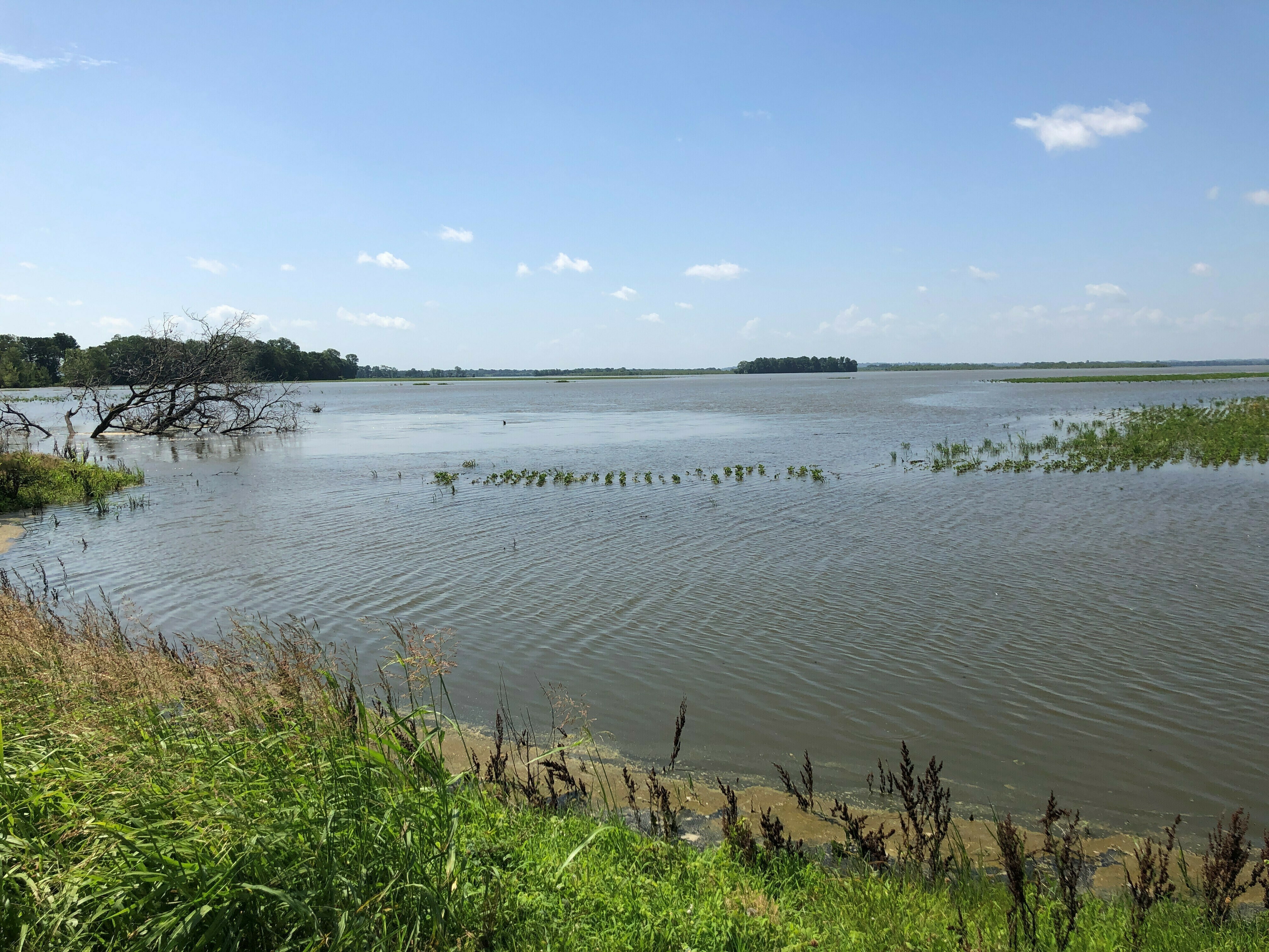 River flooding in Tennessee ruins cotton, soybean crops