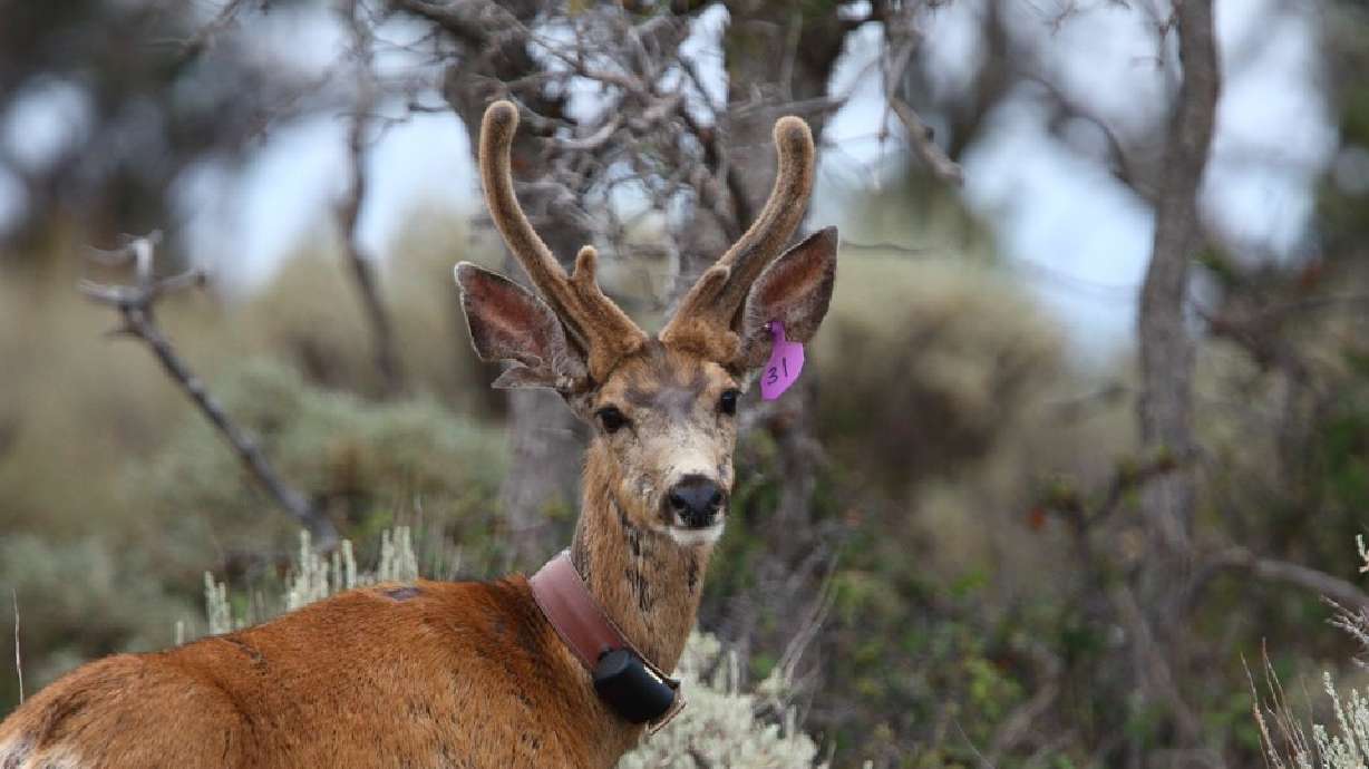 Here's why this doe in southern Utah has antlers