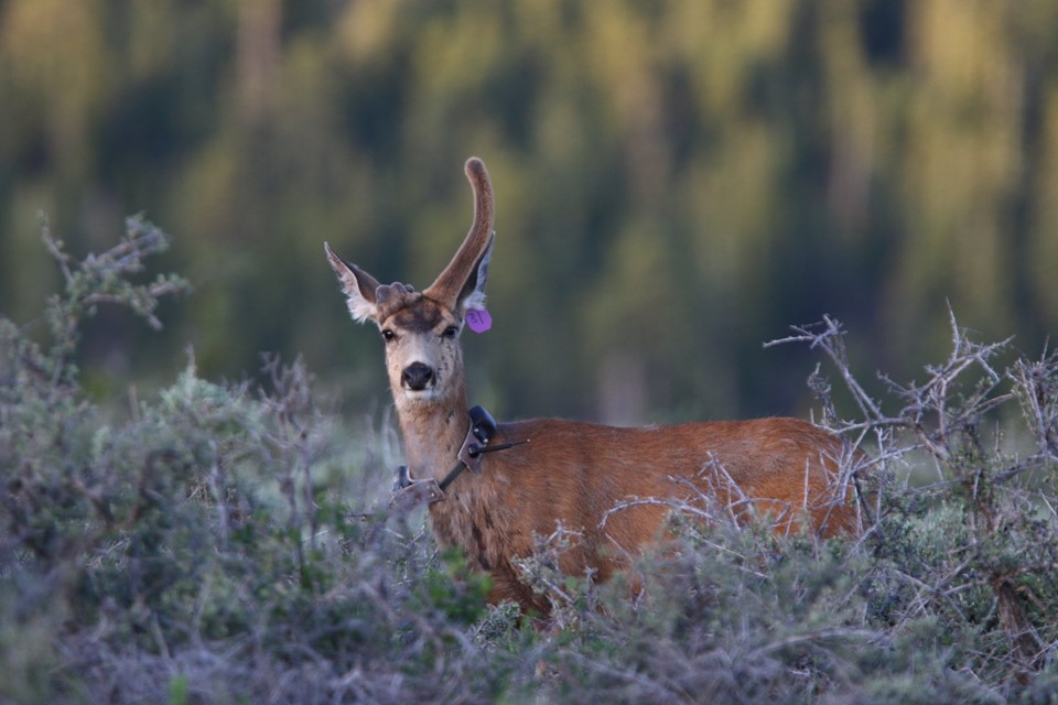The doe has shed and regrown her antlers multiple times, according to biologists from the Utah Division of Wildlife Resources. (Photo: Jeremy Houston via Instagram @muleyphotos)
