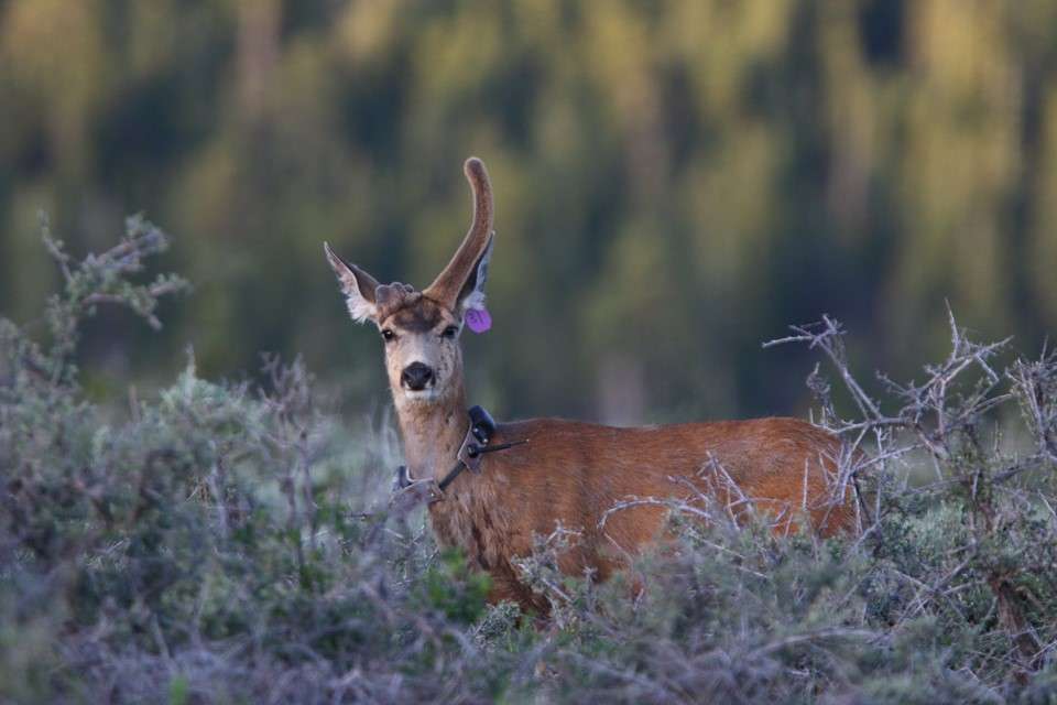 The doe has shed and regrown her antlers multiple times, according to biologists from the Utah Division of Wildlife Resources. (Photo: Jeremy Houston via Instagram @muleyphotos)