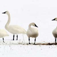 Applications open for bird hunting permits for 4 species