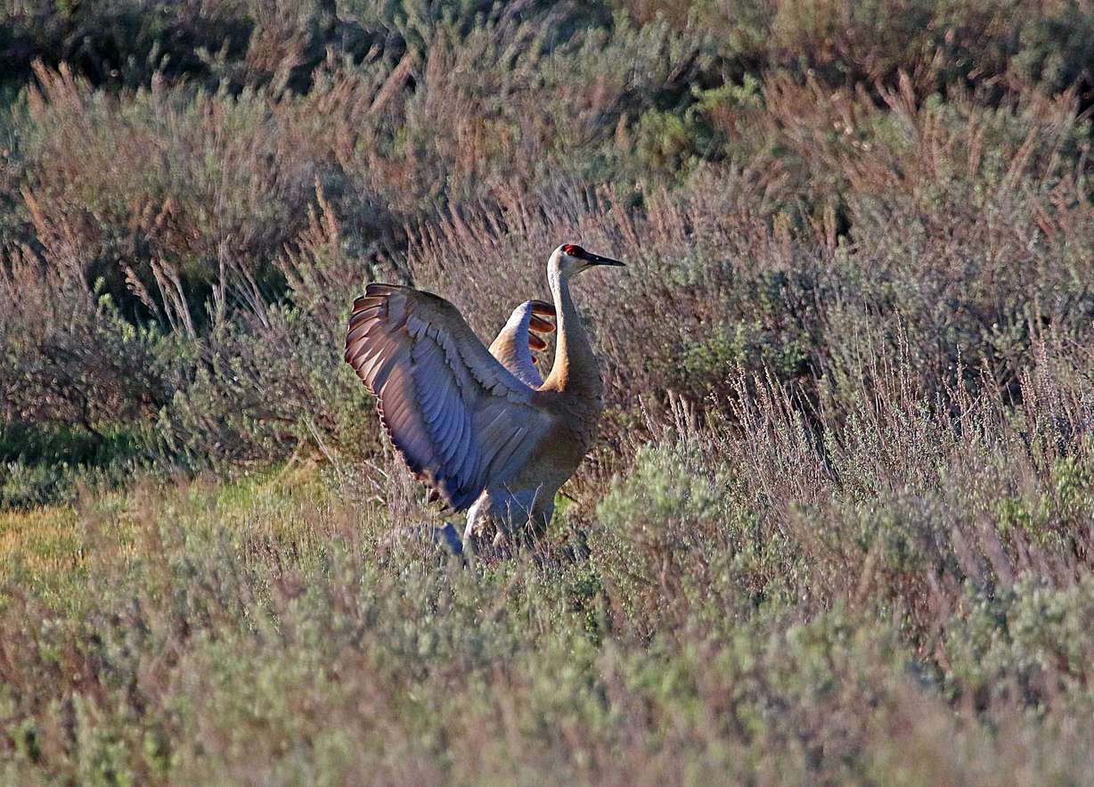 Sandhill Crane in northern Utah; Photo by Jim Shuler