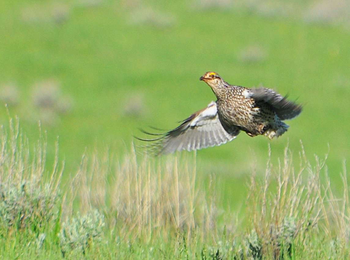 Sharptail grouse; Utah Division of Wildlife Resources