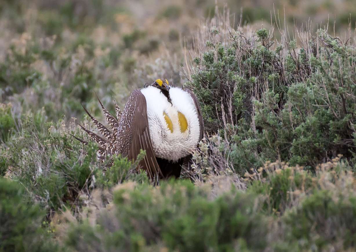 Greater sage grouse; Utah Division of Wildlife Resources