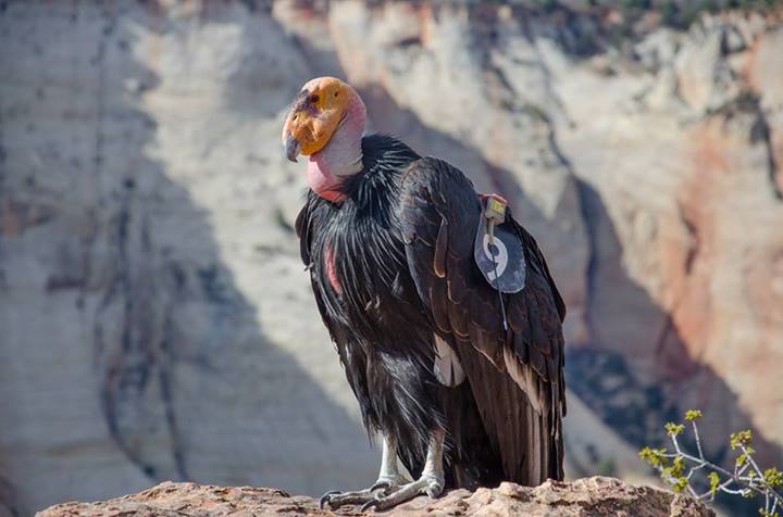 Zion National Park confirms 1,000th California condor chick through Condor Recovery Program