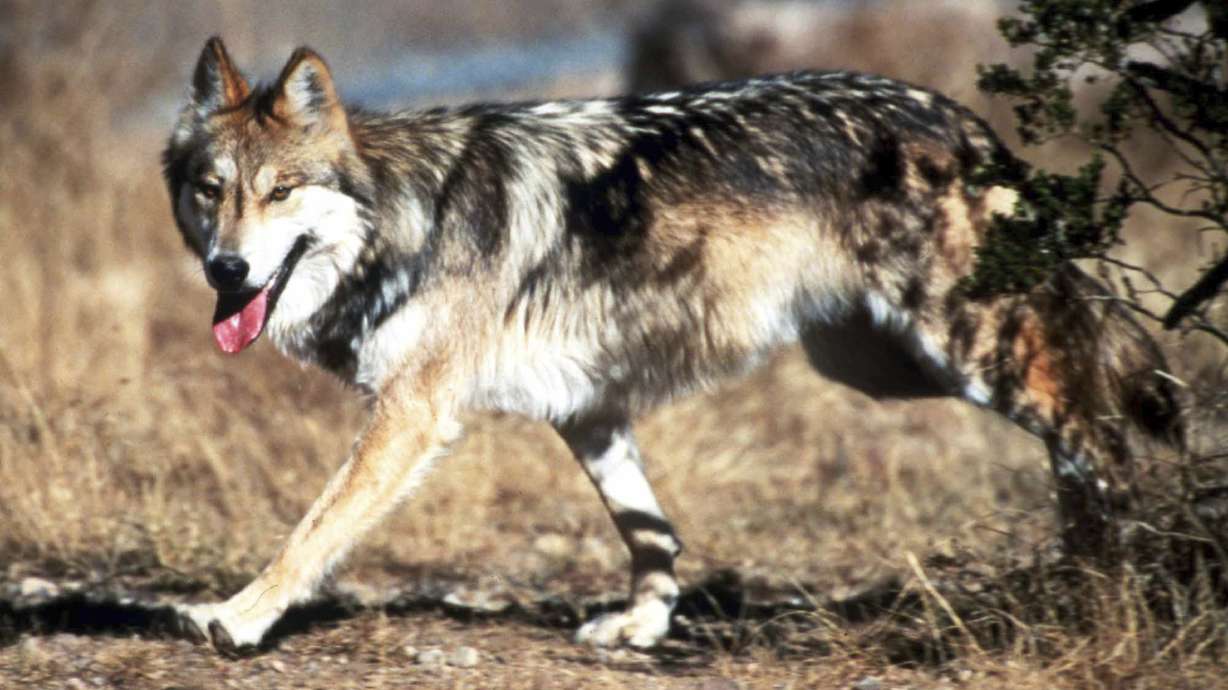 Forest service revokes grazing permit, fines man who killed a wolf with a shovel