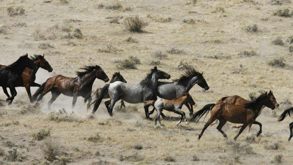 Lethal measures off table for controlling wild horse herds